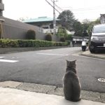 今日のにゃんこ