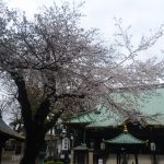 妙法寺の桜。