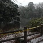 和田堀公園の雪