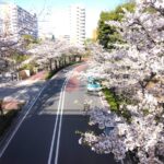 部長からいただいた画像～桜～